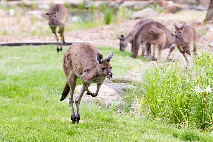 Kangaroo Experience at Melbourne Zoo