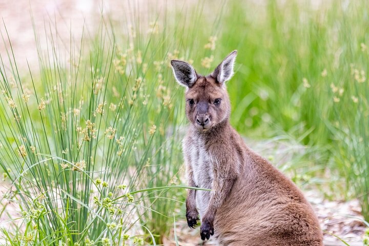 Kangaroo Experience at Melbourne Zoo