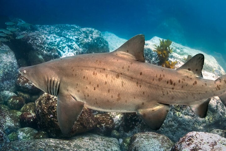 Scuba Dive With Grey Nurse Sharks in Bushrangers Bay