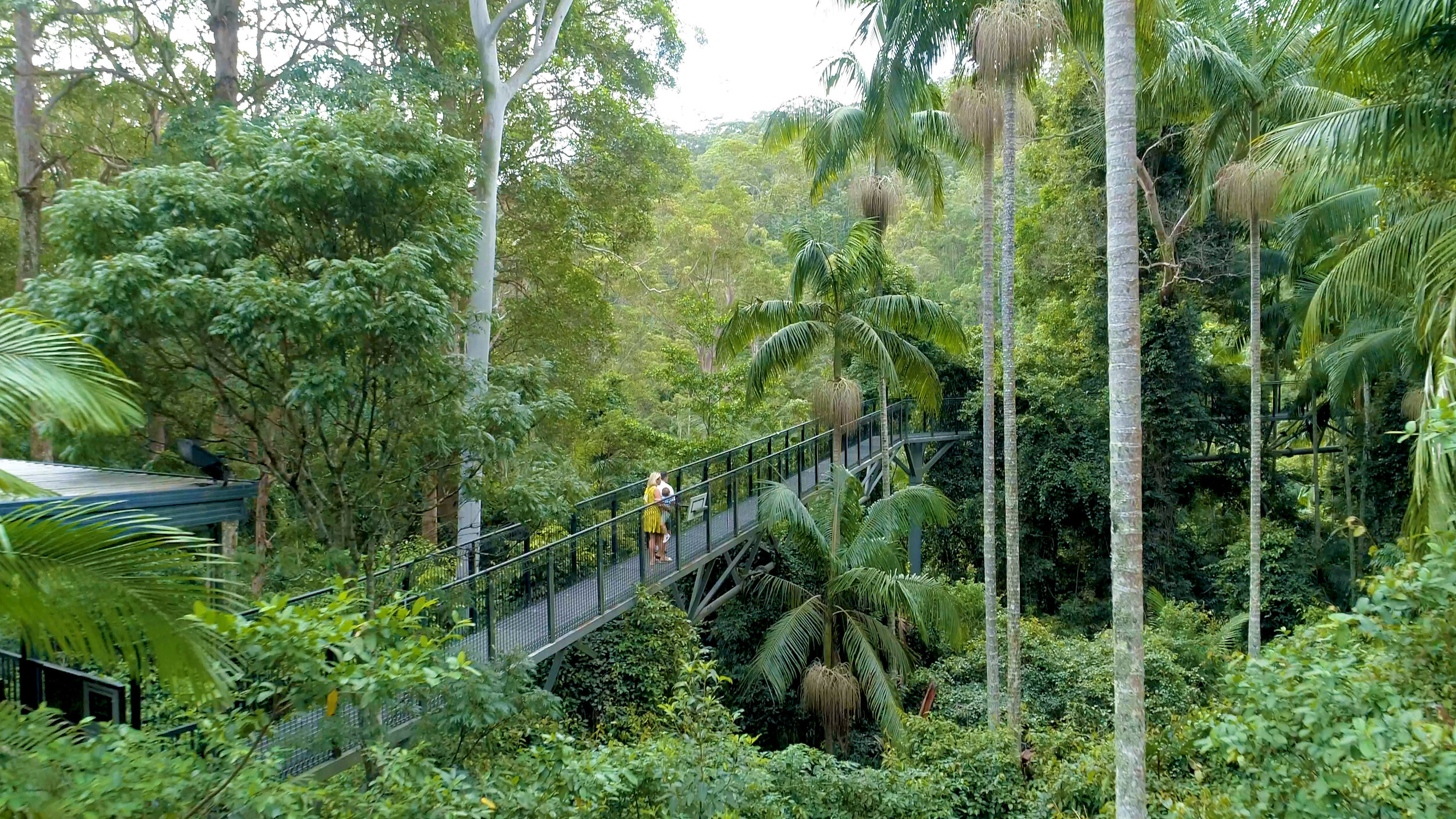 Tamborine Mountain Skywalk + Hop on Hop Off - Tourist Shuttle