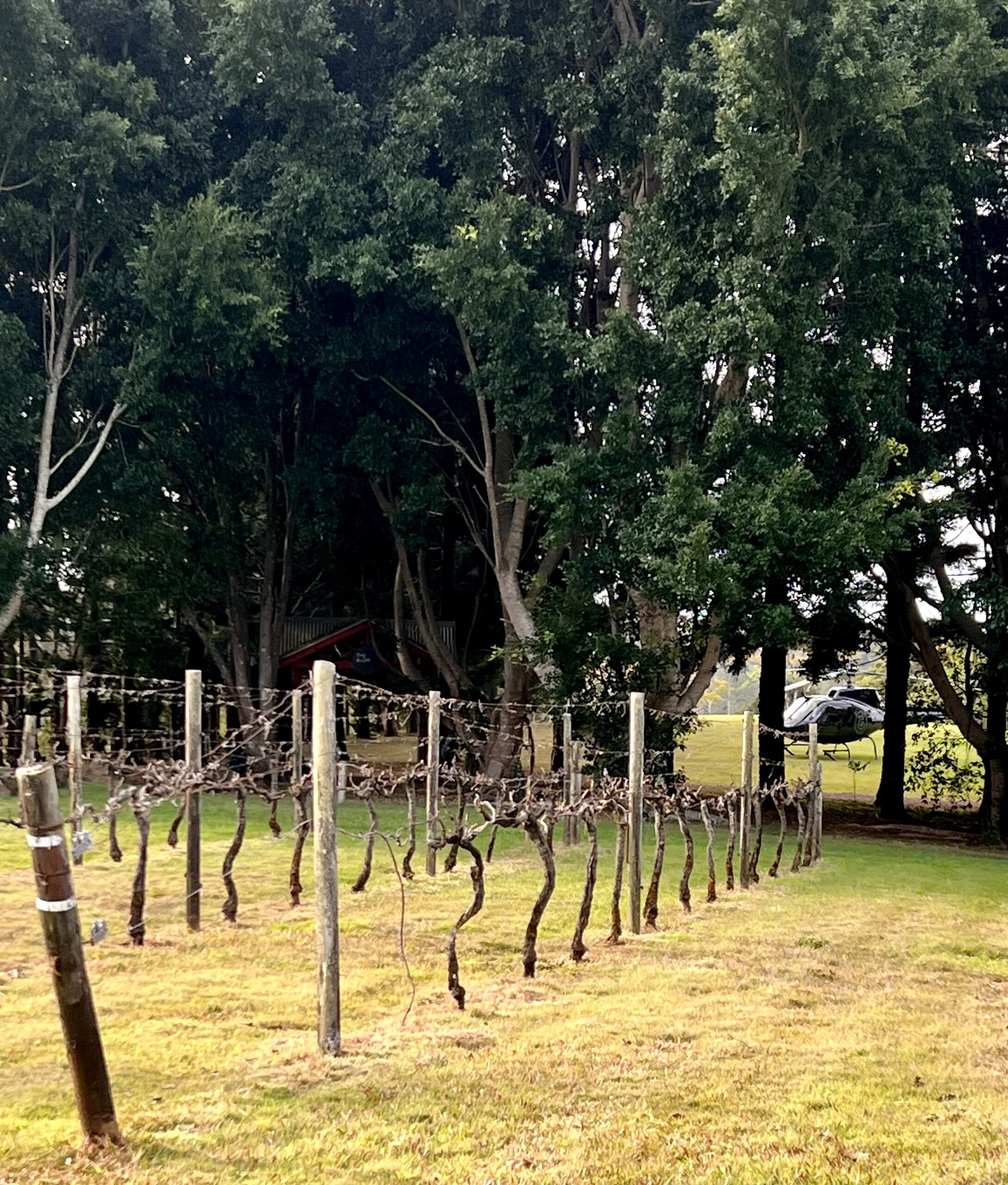 Sunshine Coast Helicopter Winery and Pub Tour
