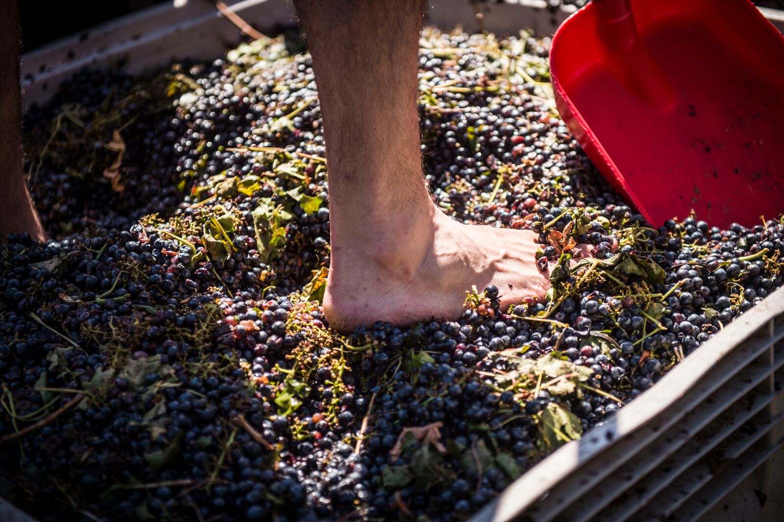 Harvest Grape Stomping