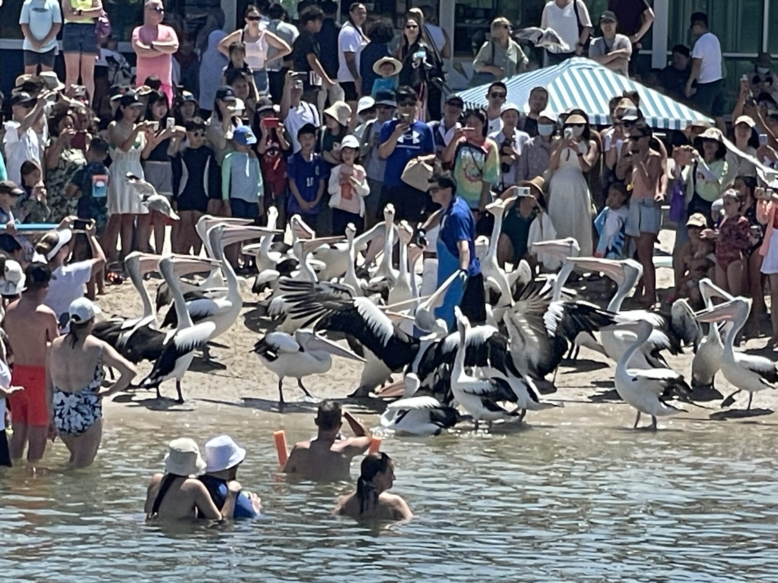 Surfers Paradise to Wavebreak Island 'Pelicans and Picnic' - Shared Tour
