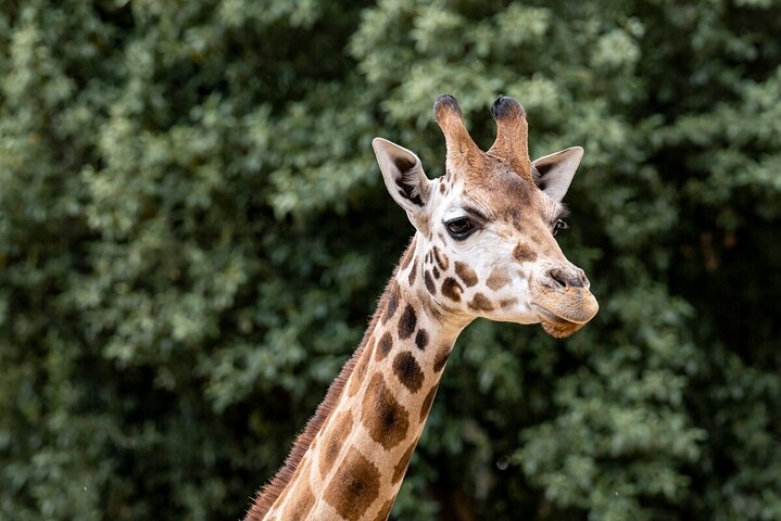 Giraffe Experience at Melbourne Zoo