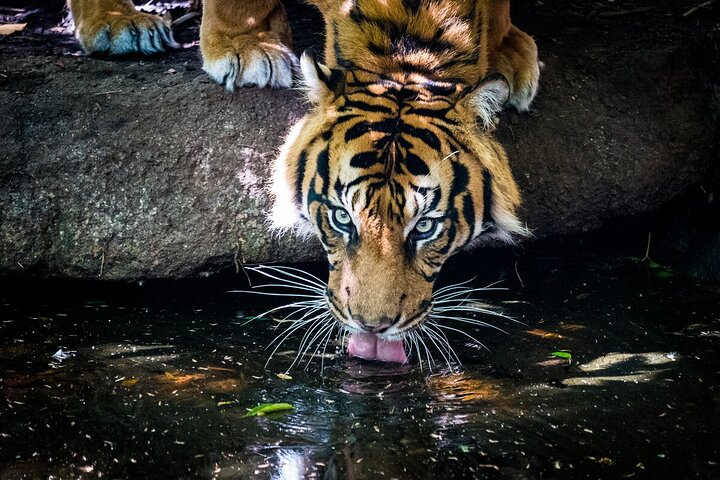 Tiger Experience at Melbourne Zoo