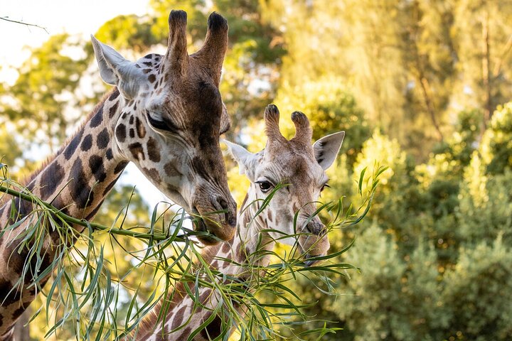 Giraffe Experience at Melbourne Zoo