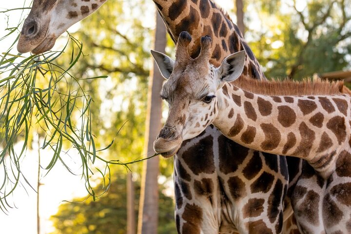 Giraffe Experience at Melbourne Zoo