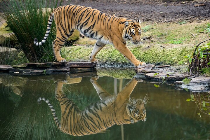 Tiger Experience at Melbourne Zoo