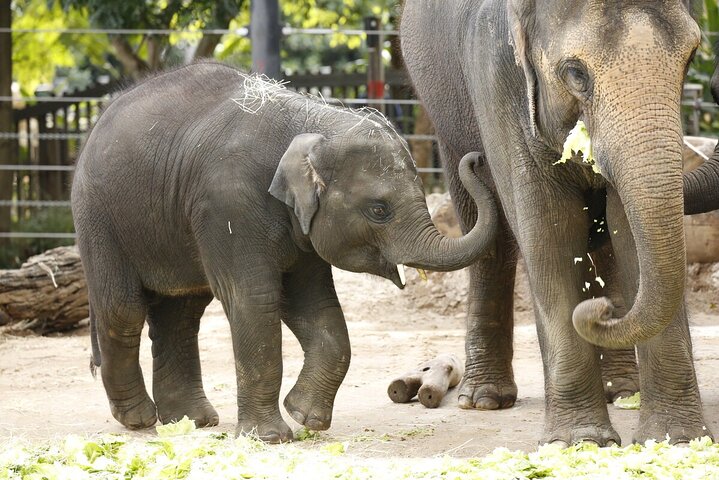 Elephant Experience at Melbourne Zoo