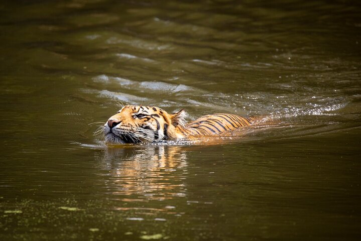 Tiger Experience at Melbourne Zoo