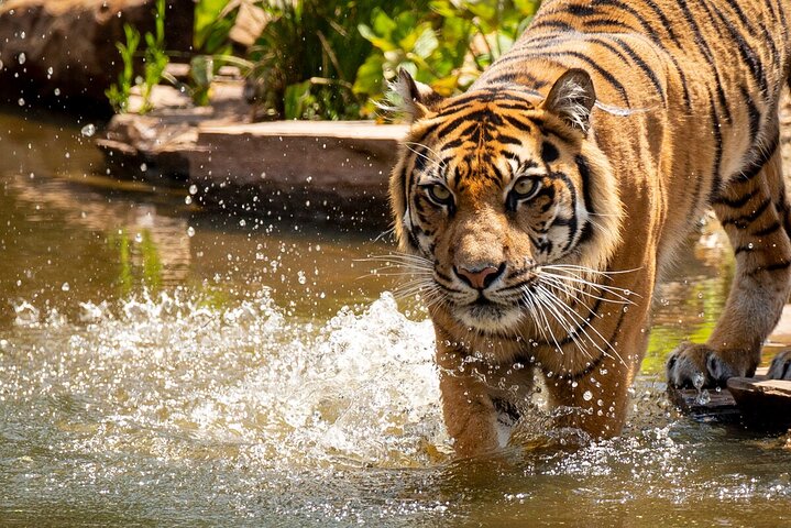 Tiger Experience at Melbourne Zoo