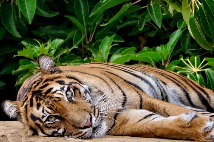 Tiger Experience at Melbourne Zoo
