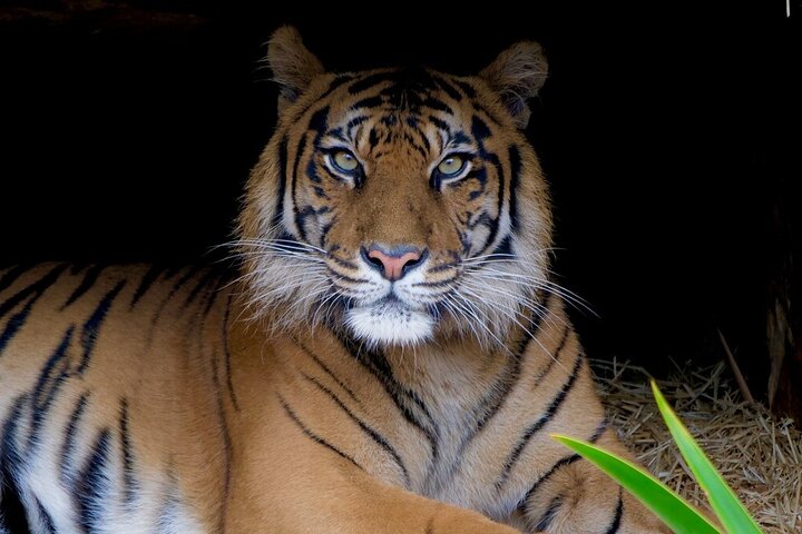 Tiger Experience at Melbourne Zoo