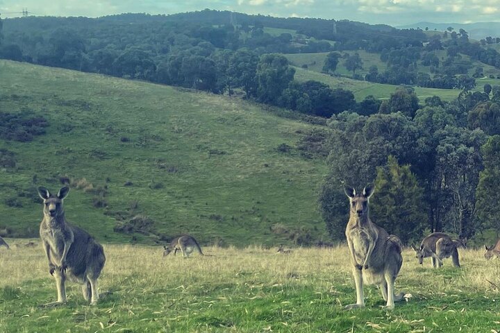 Yarra Valley Afternoon Wine, Chocolates, Cheese & Kangaroos Tour