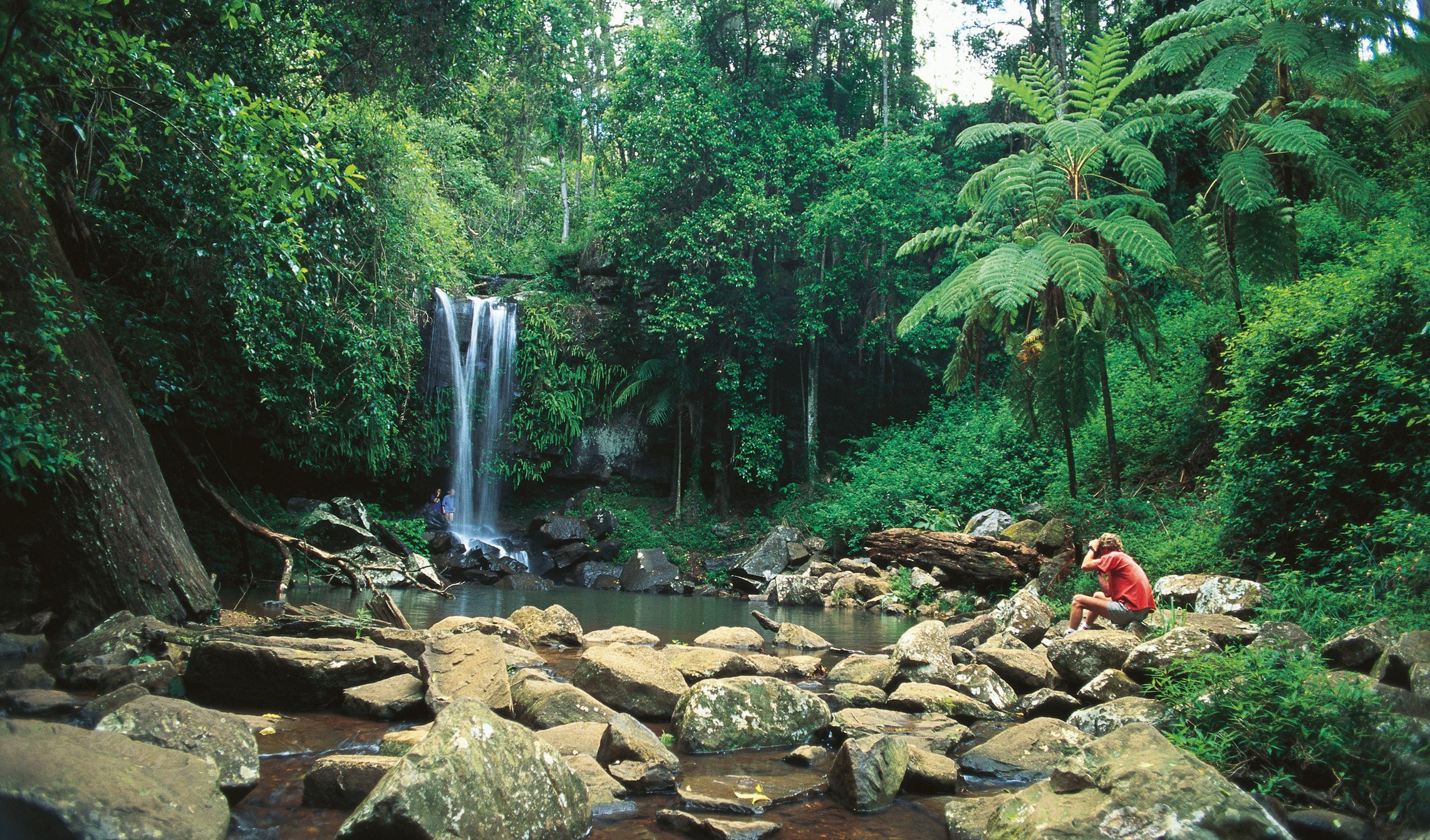 Tamborine Mountain Skywalk + Hop on Hop Off - Tourist Shuttle