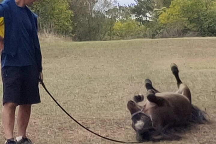 Pony Walking Adventure