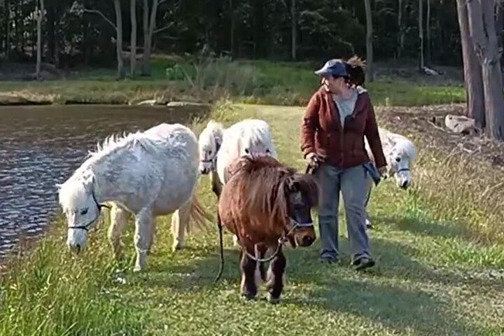 Pony Walking Adventure