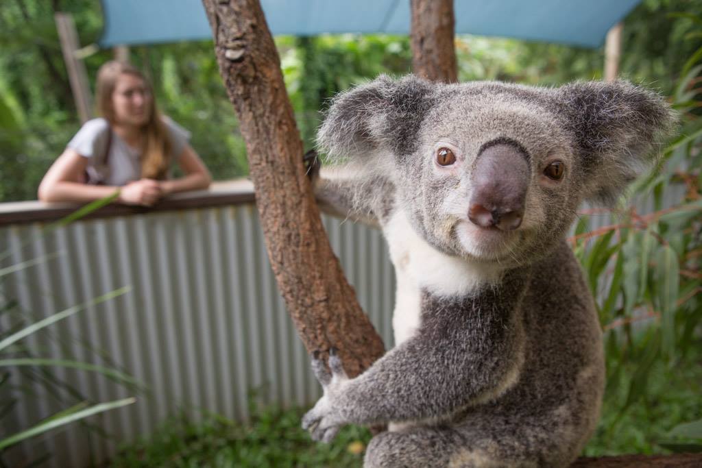 Kuranda Koala Gardens Day Pass