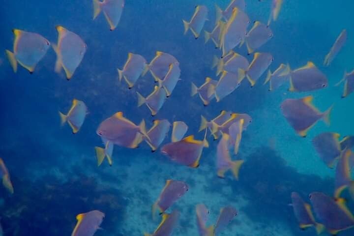 Swim with the Queen of the English Channel in New South Wales