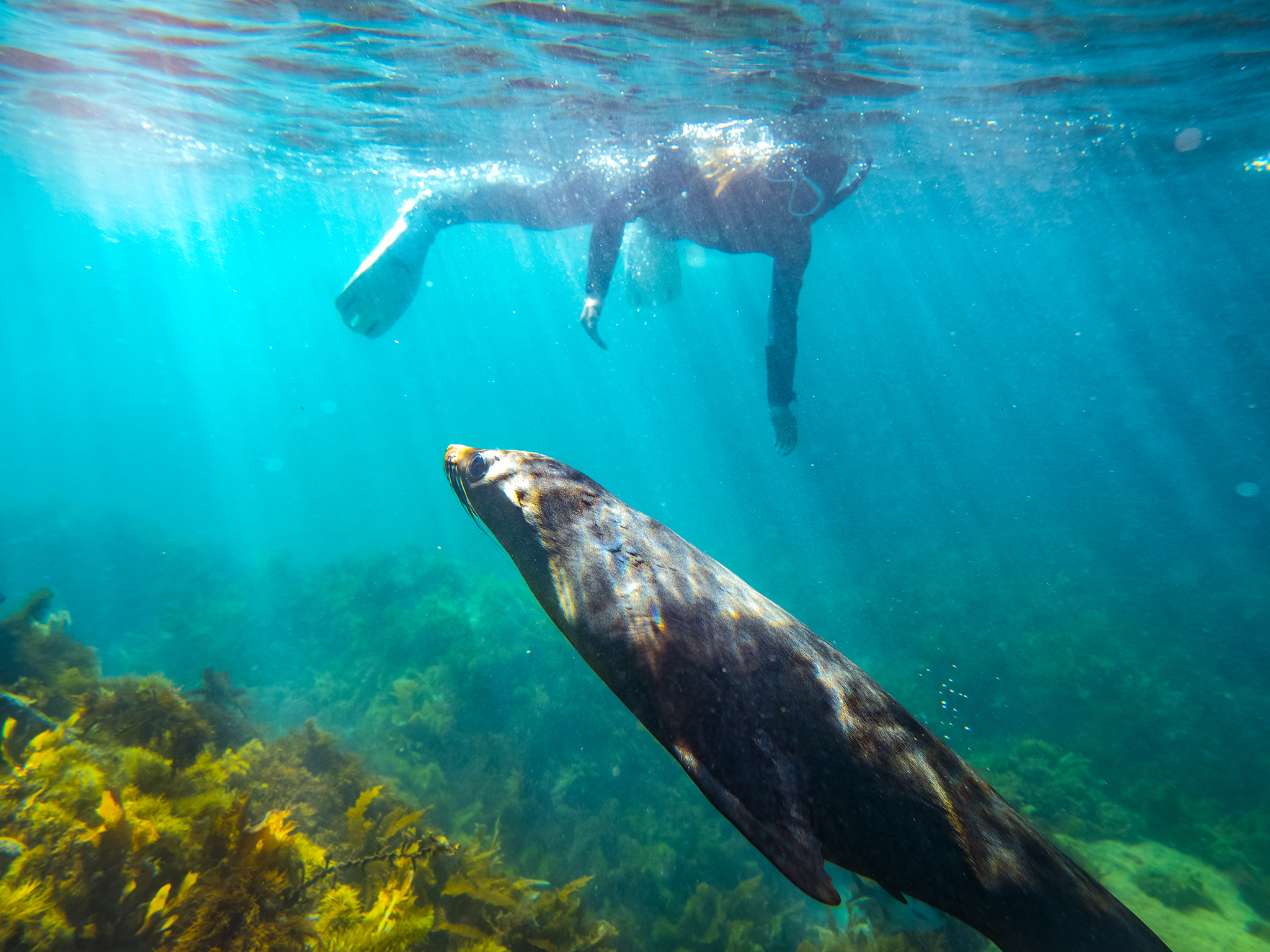 Private Snorkelling Charter - Swim with Seals/Dolphins/Coastal Snorkel