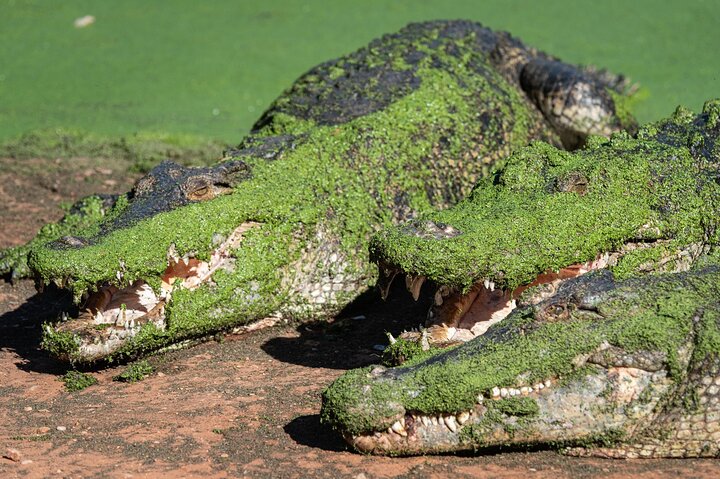 Malcolm Douglas Crocodile Park Tour Including Transportation