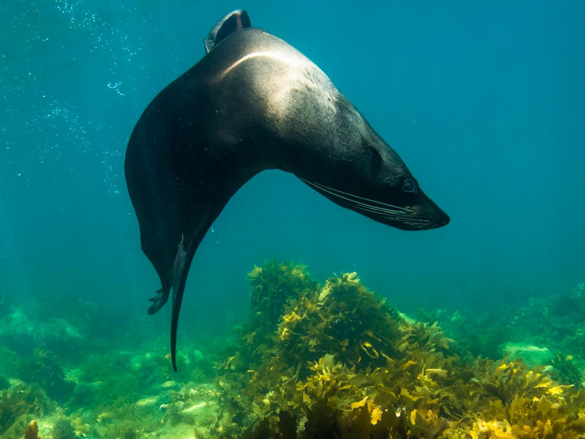 Private Snorkelling Charter - Swim with Seals/Dolphins/Coastal Snorkel