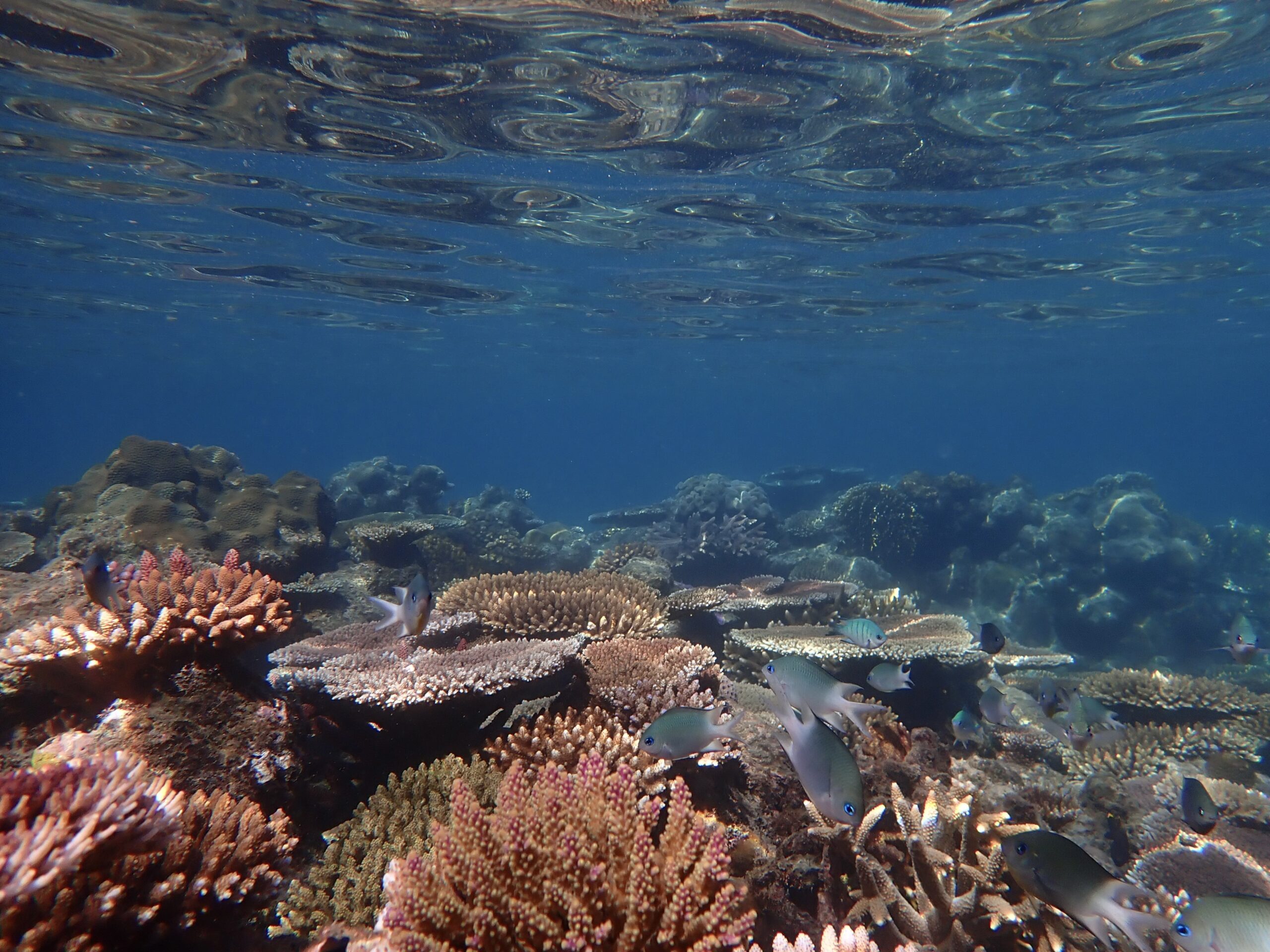 A Whitsunday Islands Sail, SUP & Snorkel Day Tour- Premium NEWEST Whitsundays Day Tour!