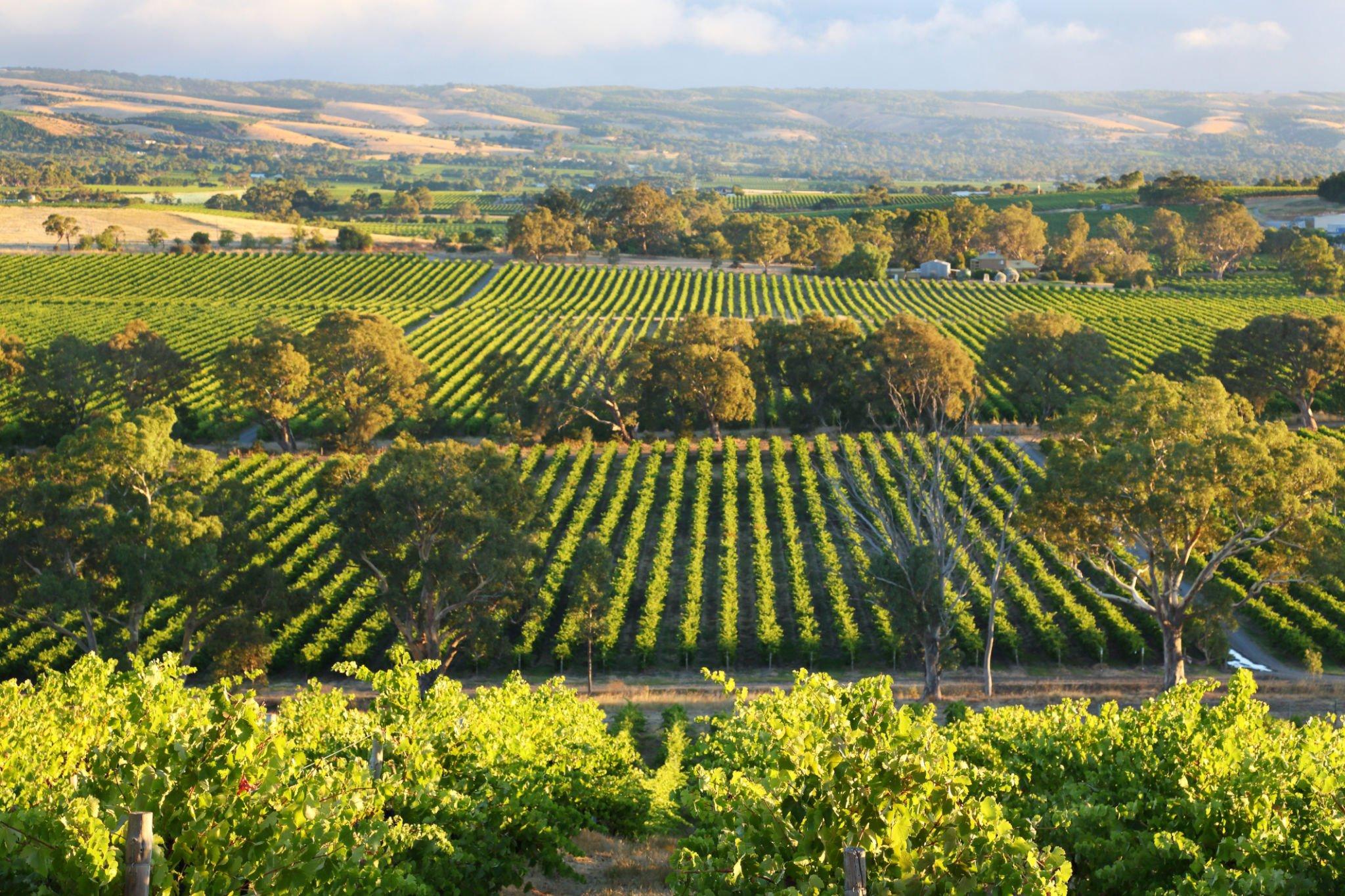 McLaren Vale Wine Tour