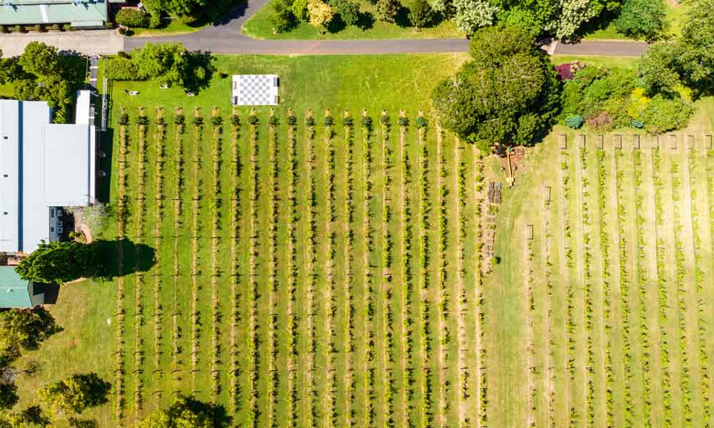 Full Day Mount Tamborine Winery Tour - Brisbane or Gold Coast Pickup