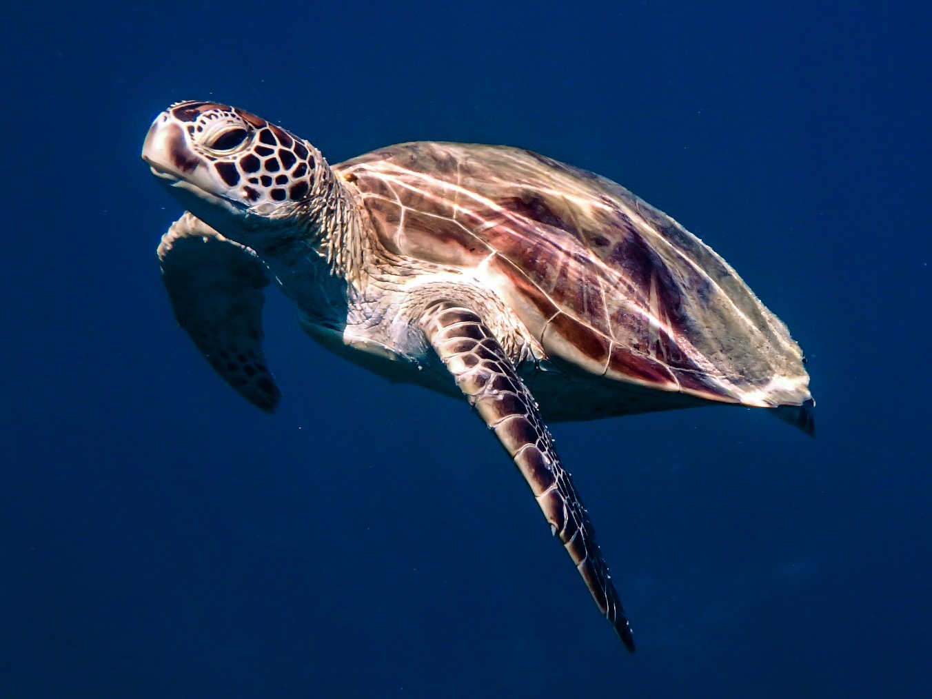 A Whitsunday Islands Sail, SUP & Snorkel Day Tour- Premium NEWEST Whitsundays Day Tour!