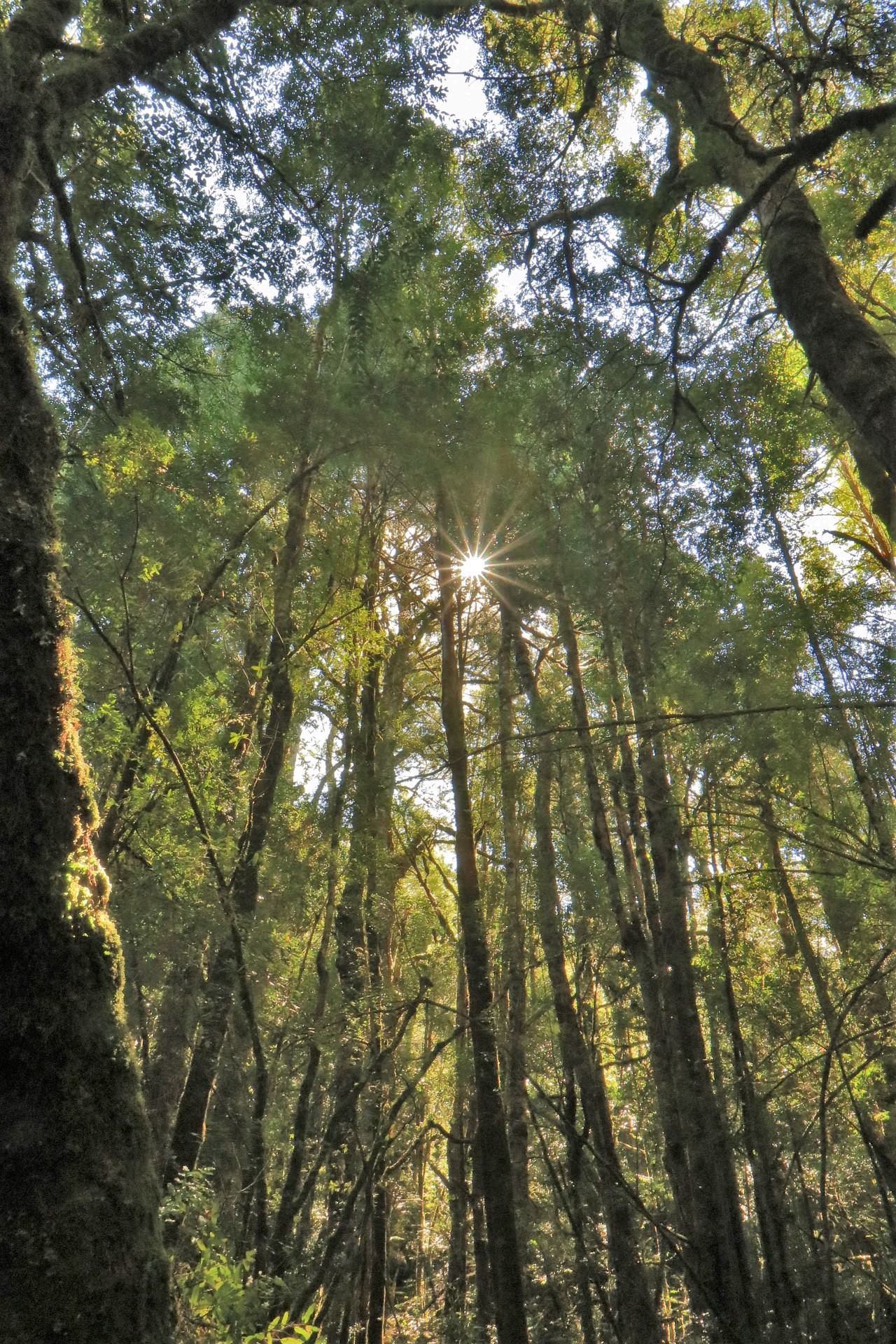 From Hobart: Gordon Dam Lake Pedder and Wilderness Small Group Tour