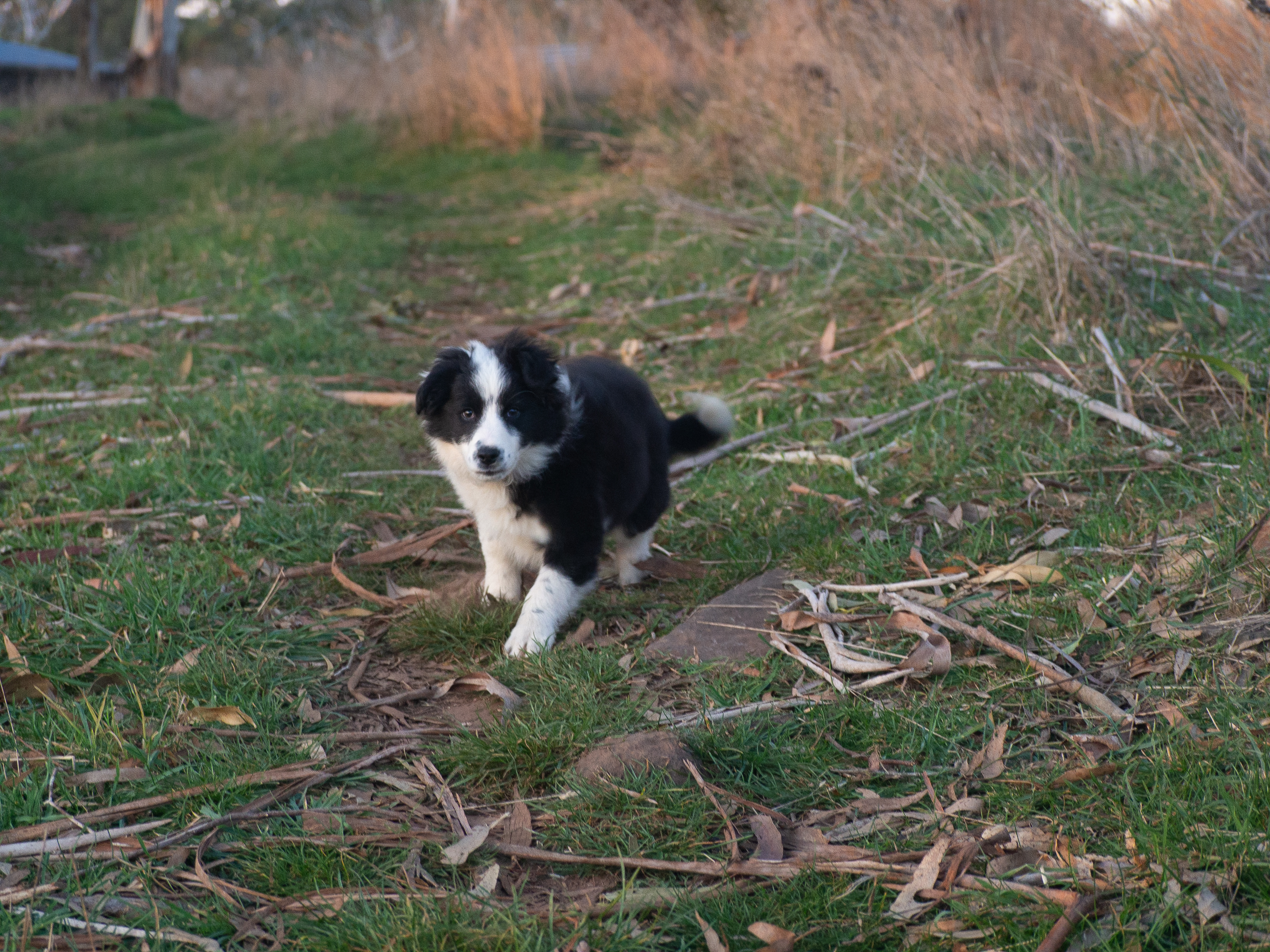 Truffle Tails and Trails: Truffle Dog Training Uncovered