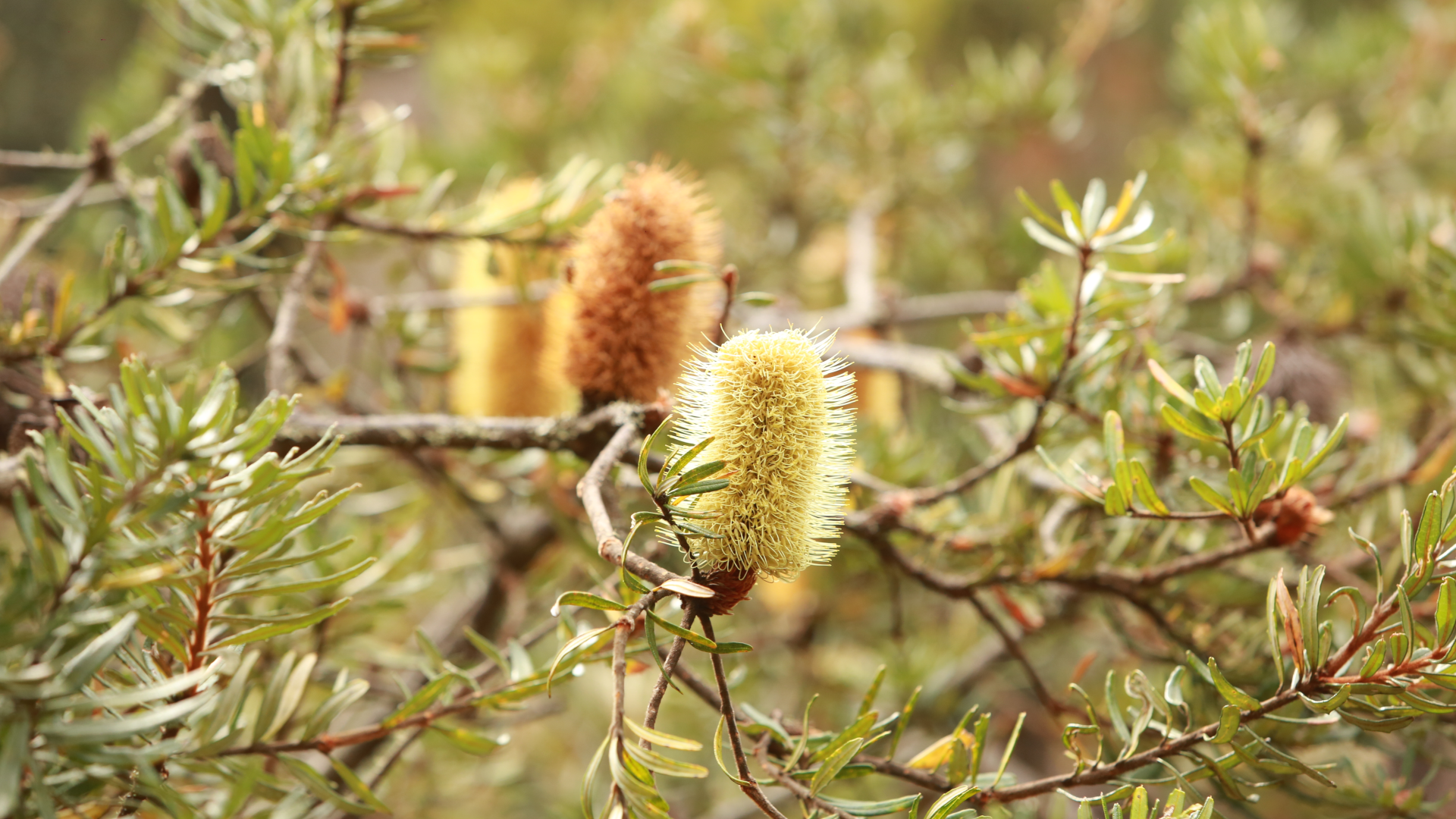 From Hobart: Mount Wellington Afternoon Driving Tour