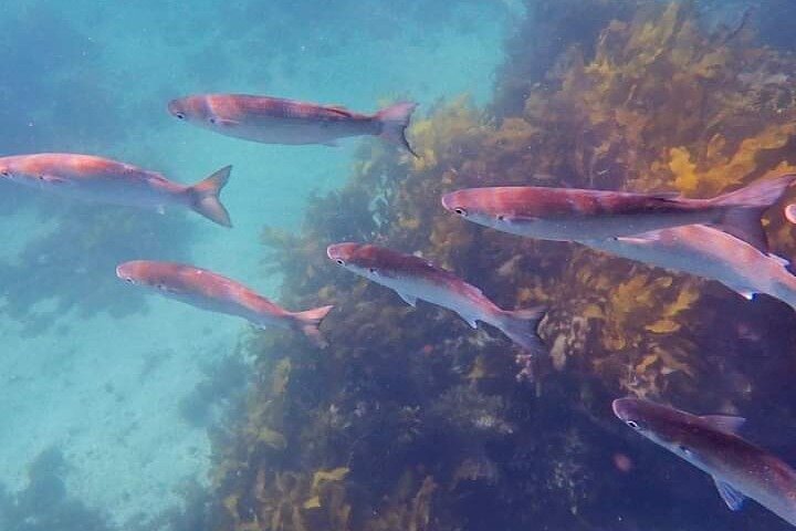 Swim with the Queen of the English Channel in New South Wales