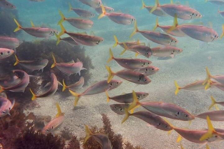 Swim with the Queen of the English Channel in New South Wales