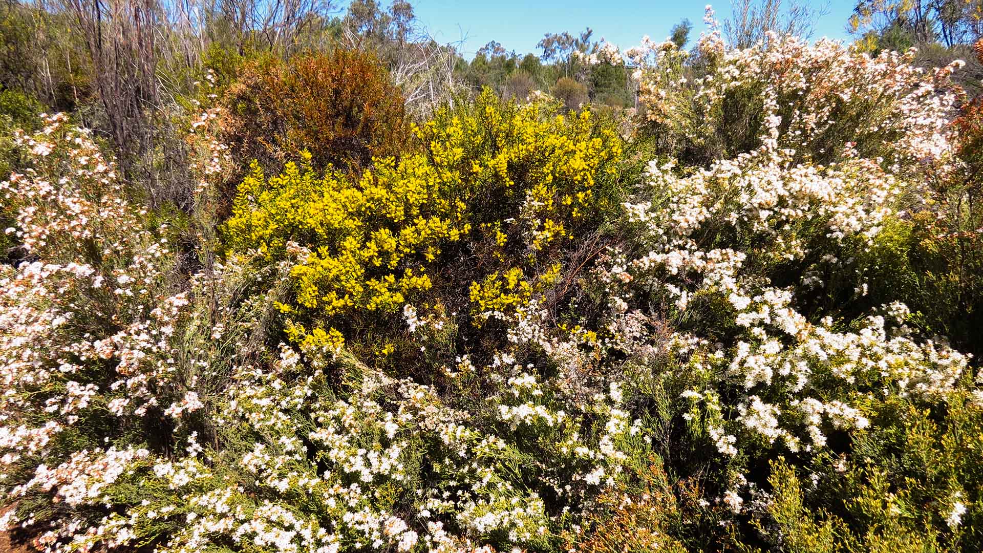 Wildflower Wonderland