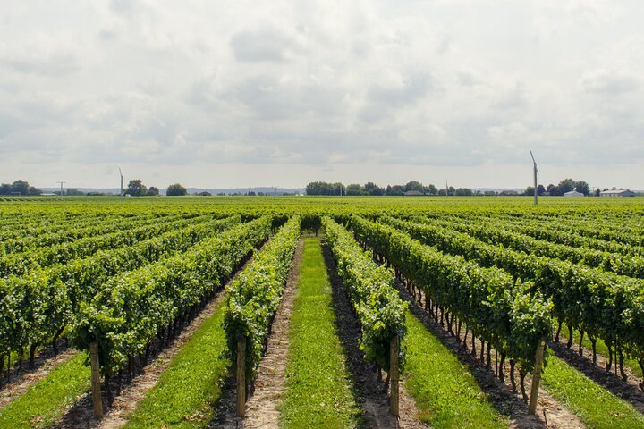 Yarra Valley Winery Private Tour with Japanese Speaking Guide