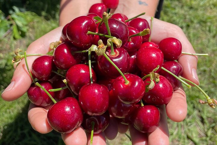 New South Wales Cherry Picking Tour