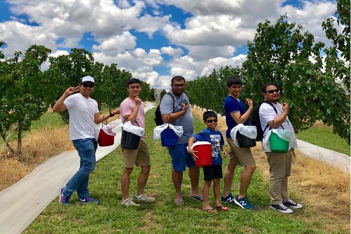 New South Wales Cherry Picking Tour