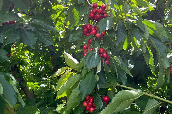 New South Wales Cherry Picking Tour