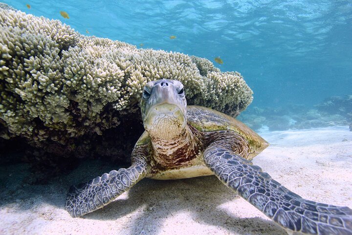 Half Day Sailing and Snorkeling Tour from Coral Bay