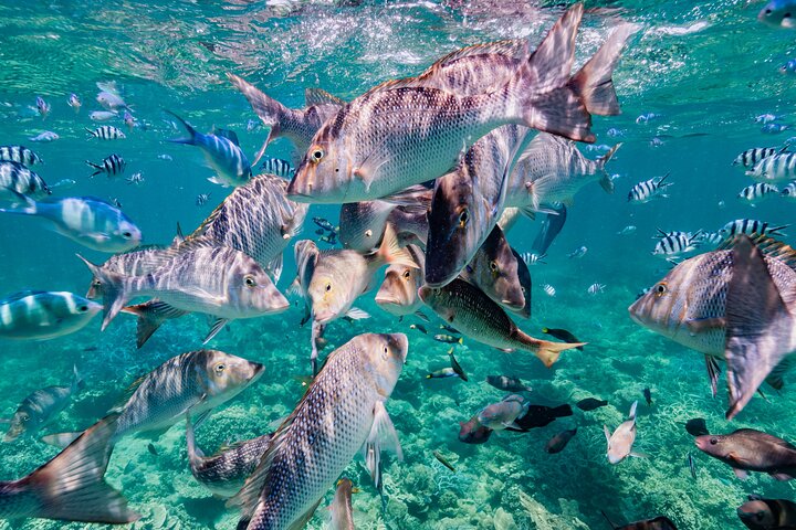 Half Day Sailing and Snorkeling Tour from Coral Bay