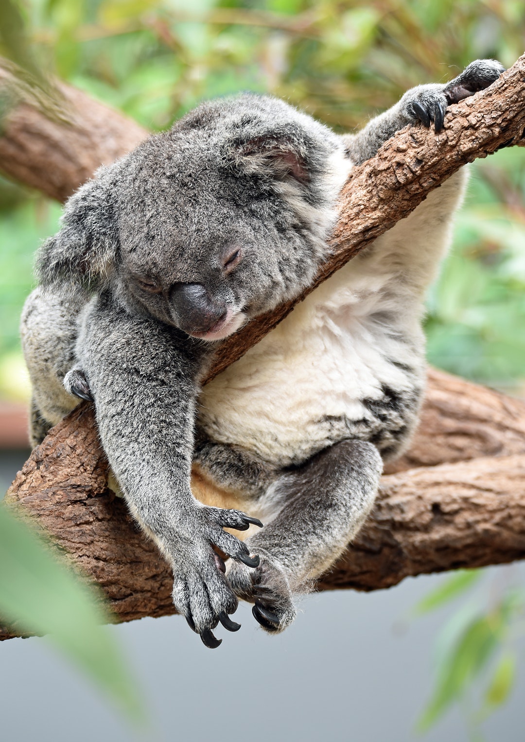 Kuranda Koala Gardens Day Pass