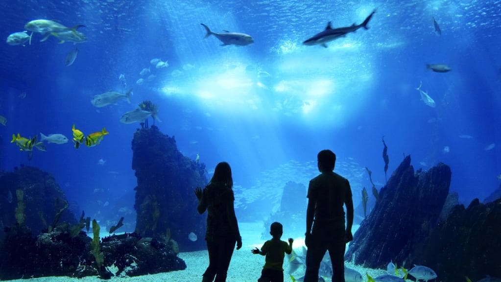 Cairns Aquarium Day Pass