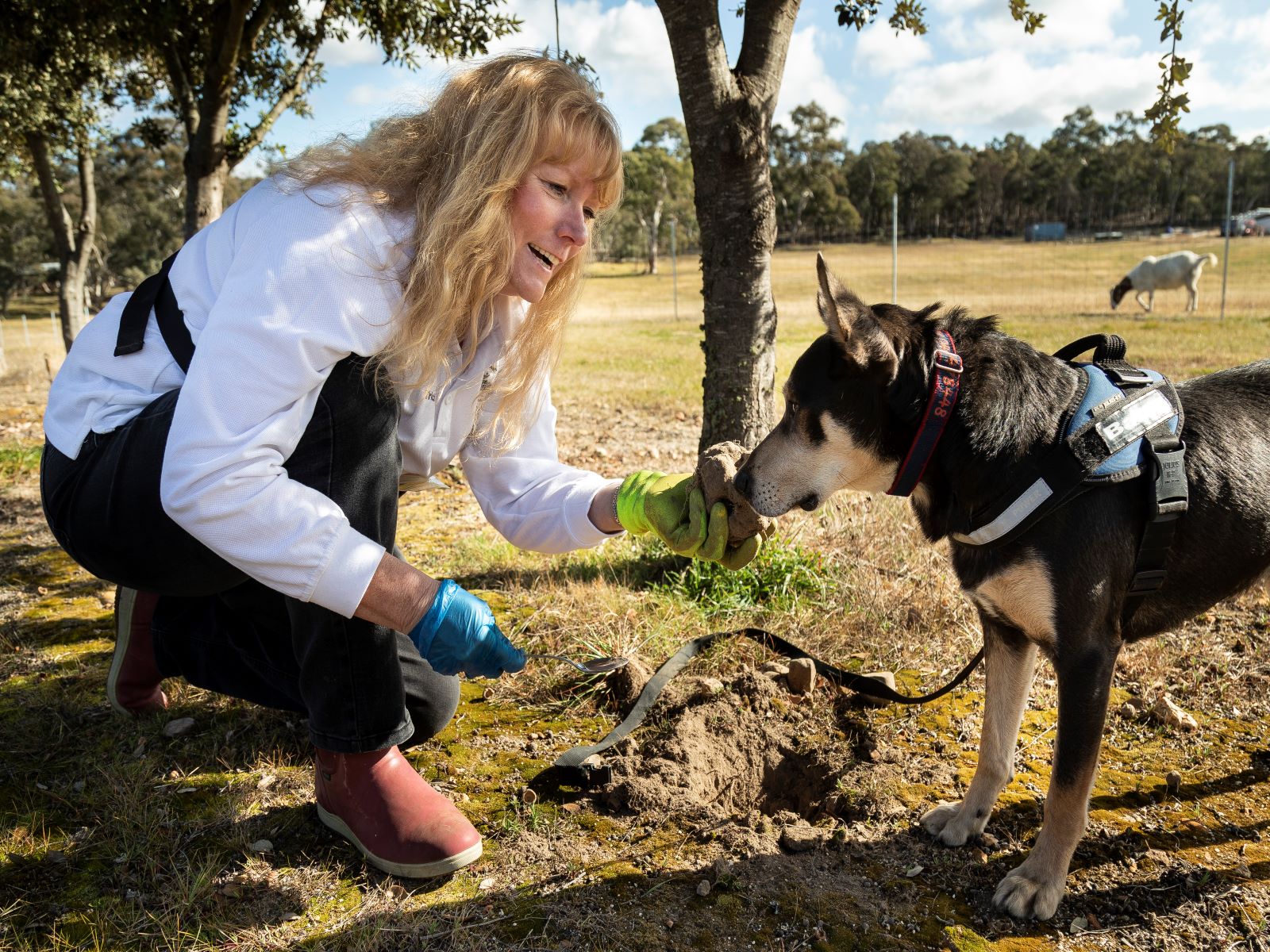 Truffle Hunt and Tasting*