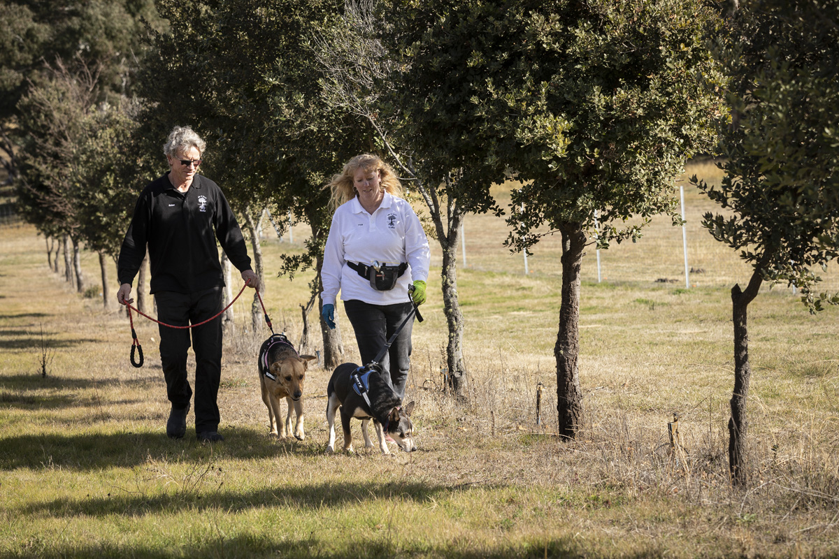 Truffle Hunt and Tasting*