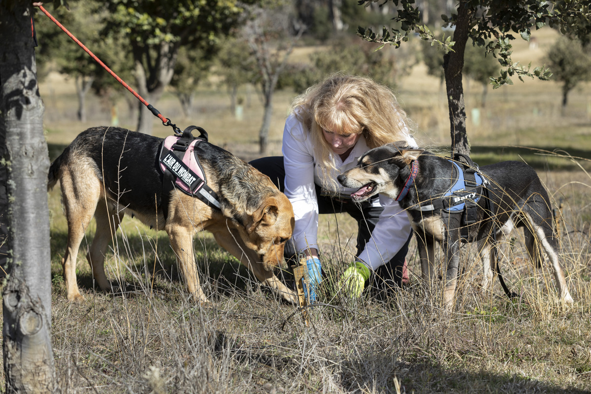 Truffle Hunt and Tasting*