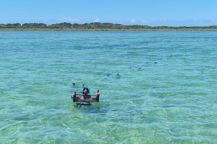 Moreton Bay Champagne and Oyster Tour From Brisbane