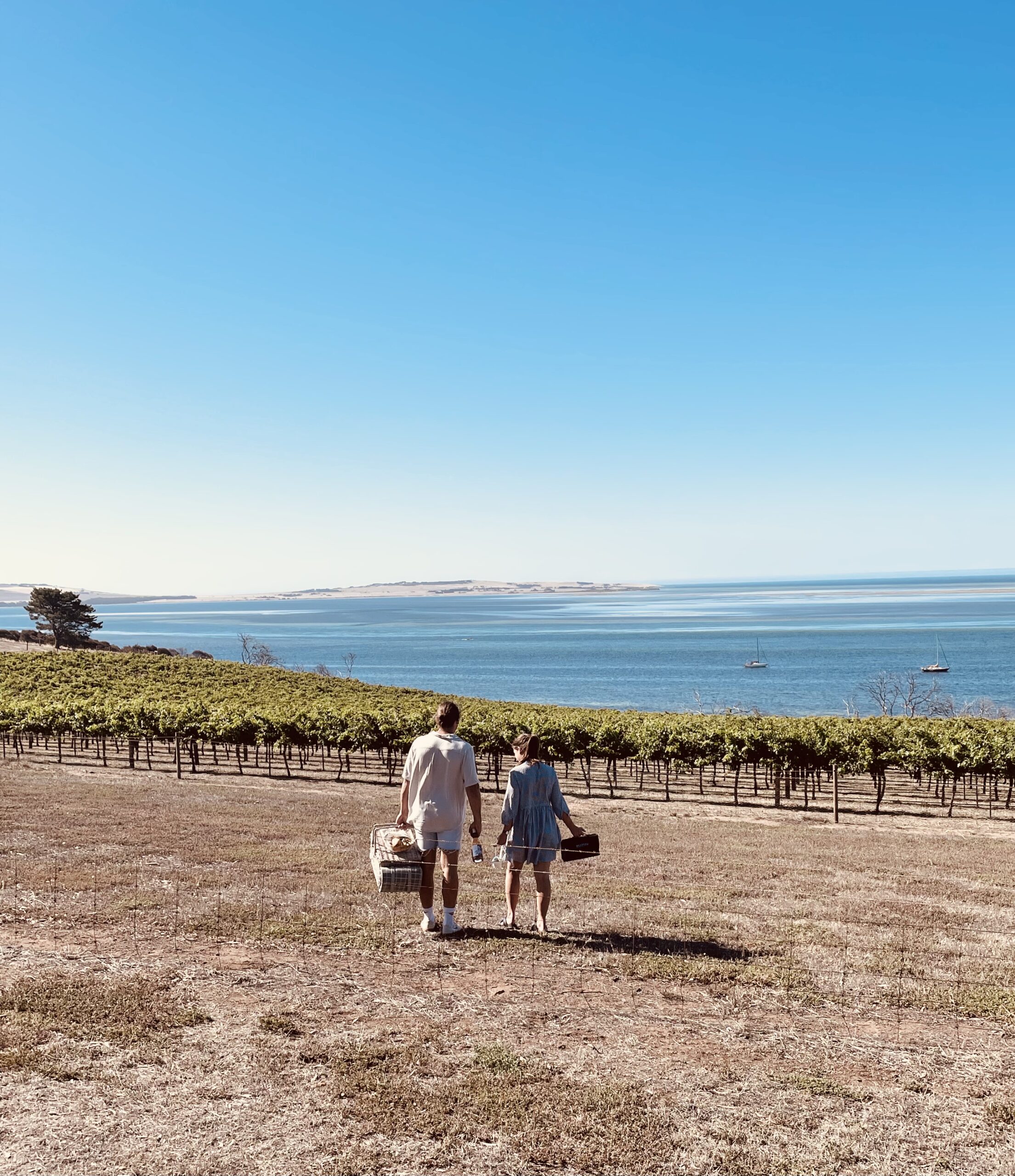 Picnic on the Bay Experience