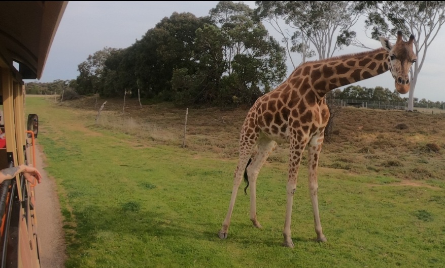 Go Safari with Geelong Tours